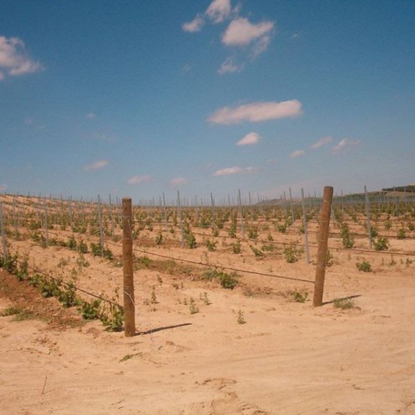 servicios viticultores en Valladolid 02