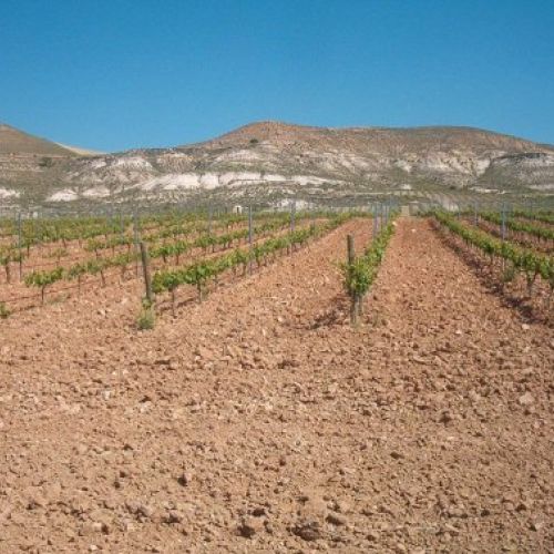 servicios viticultores en Valladolid 04