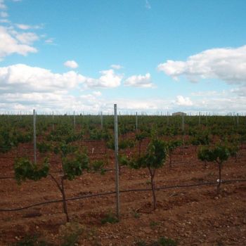 servicios viticultores en Valladolid 03