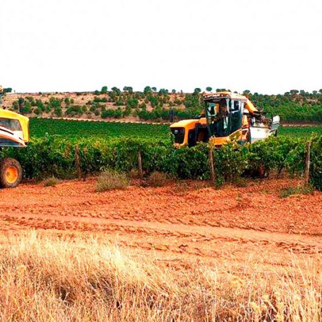 Vendimia para viticultores en Valladolid