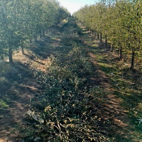 Imagen de desbroce y restos en plantación de viñedos