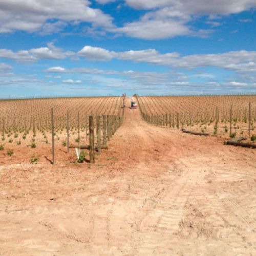 Imagen de espalderas en plantación de viñedos