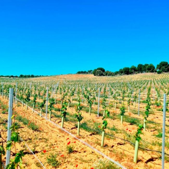 Montaje de espalderas en Valladolid