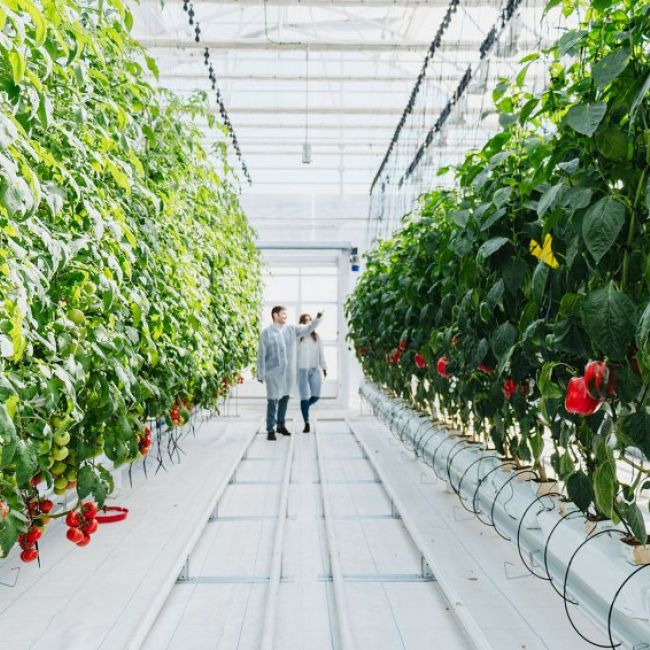 Mantenimiento de cultivo en Valladolid