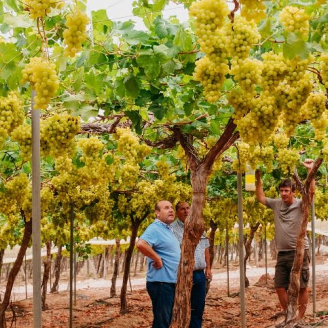 Servicios para cultivos en Valladolid