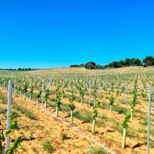Imagen de plantación de viñedos