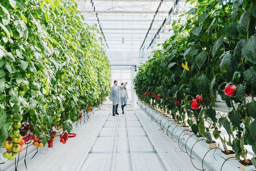 Mantenimiento de cultivo en Valladolid