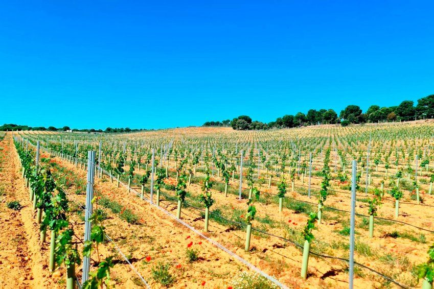 Montaje de espalderas en Valladolid