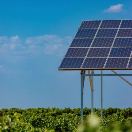 Plantación de viñedos con panel solar