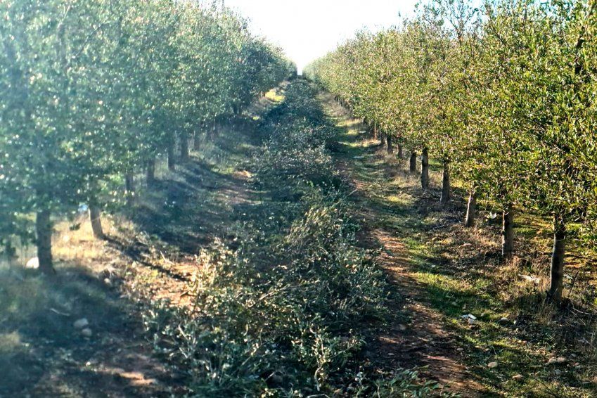 Servicio de poda en Valladolid